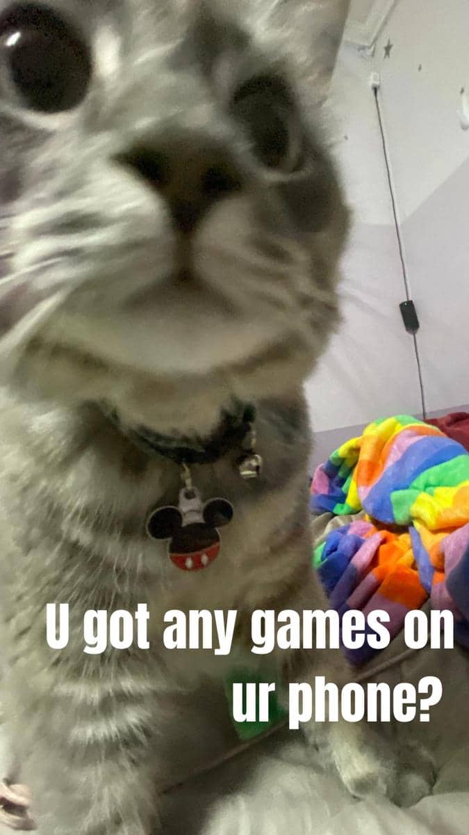 meme kucing tentang HP