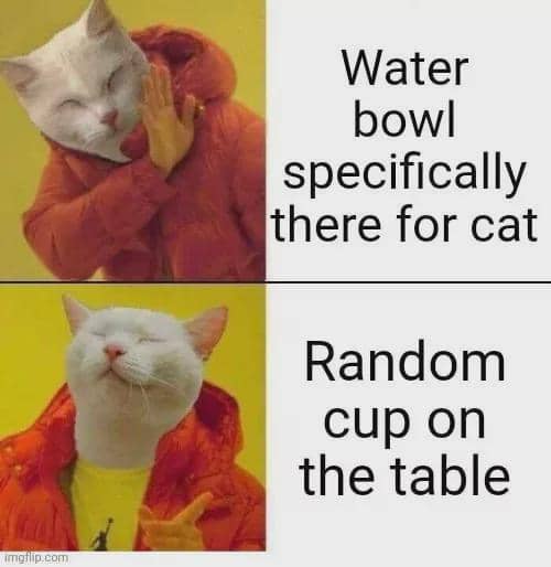 meme kucing dan meja