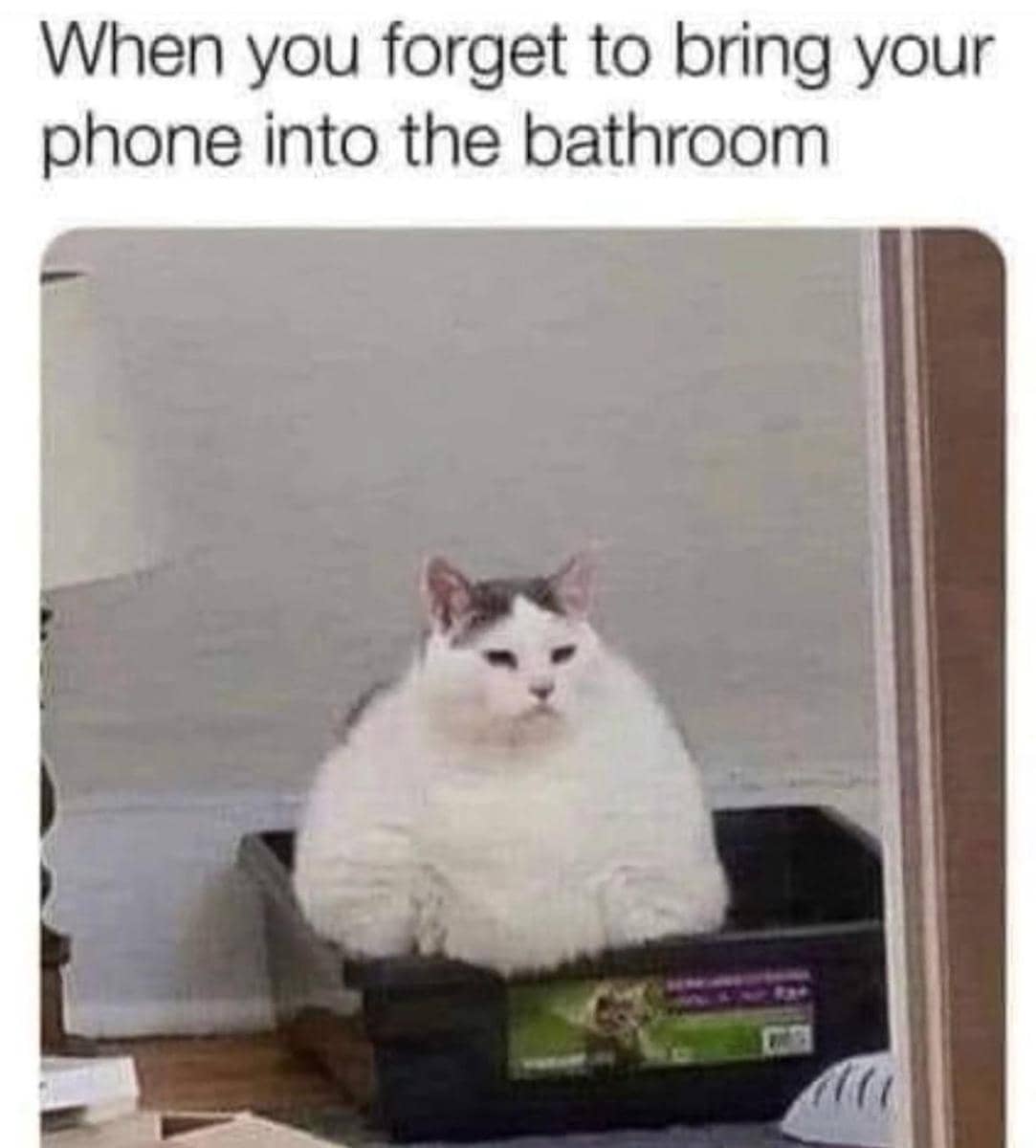 meme kucing tentang HP
