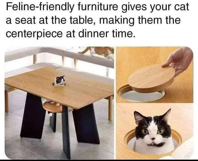 meme kucing dan meja