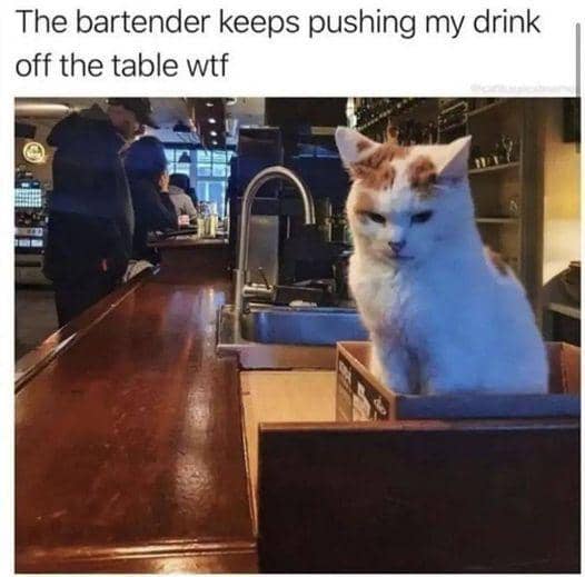 meme kucing dan meja