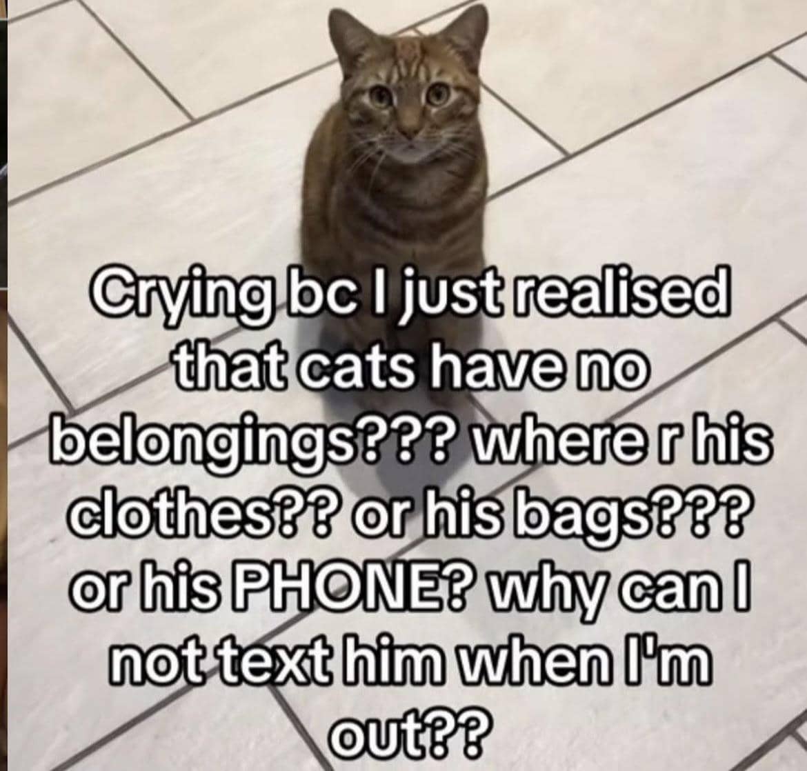 meme kucing tentang HP