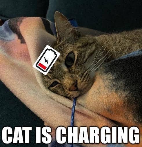 meme kucing tentang HP