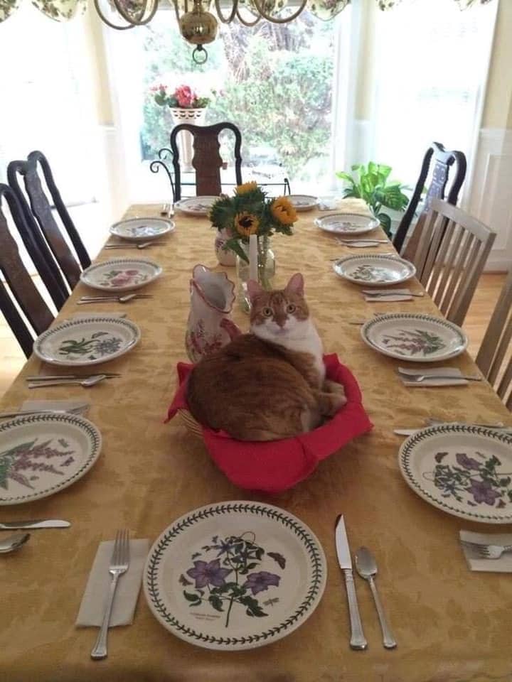 meme kucing dan meja