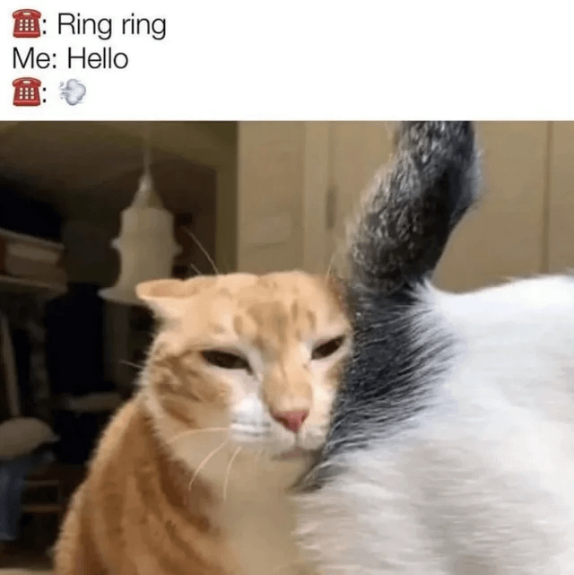 meme kucing tentang HP