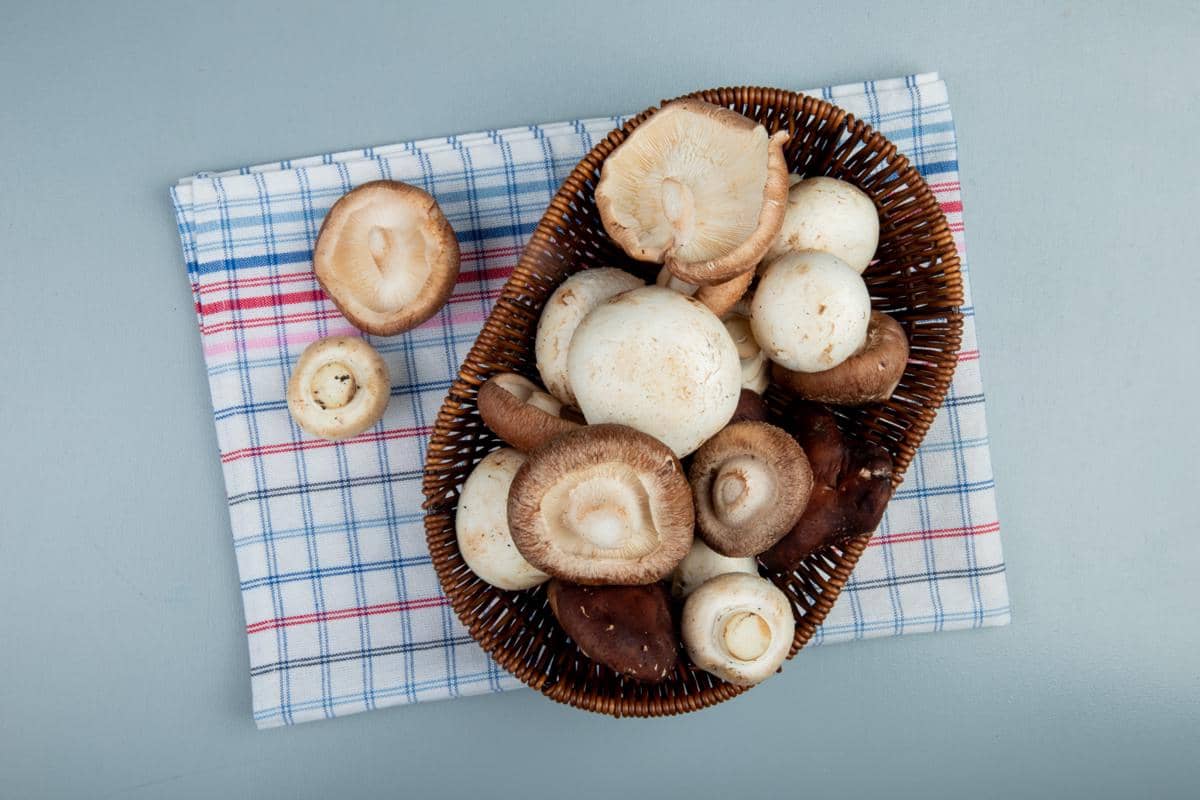 ilustrasi jamur shiitake 