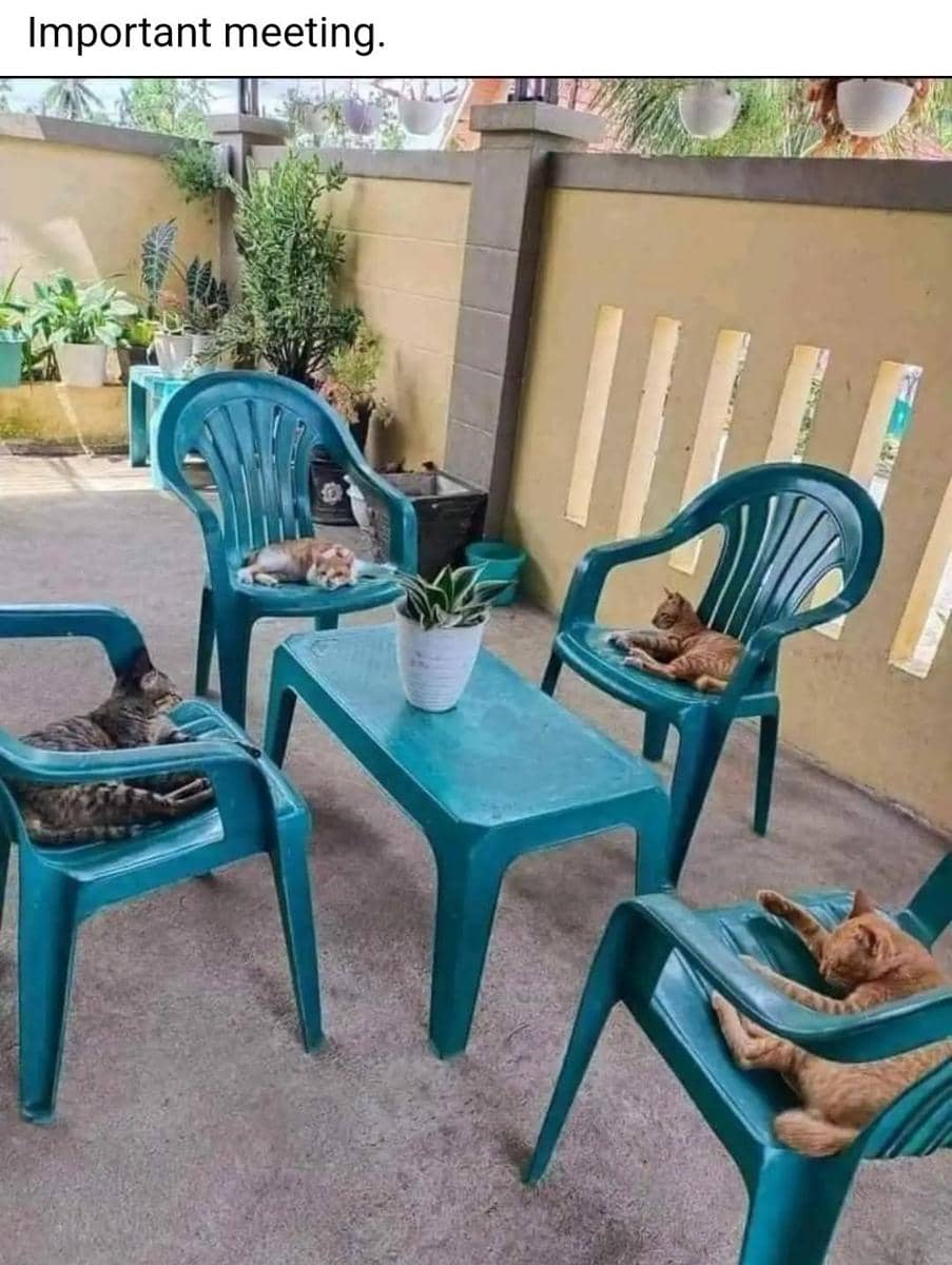 meme kucing dan meja