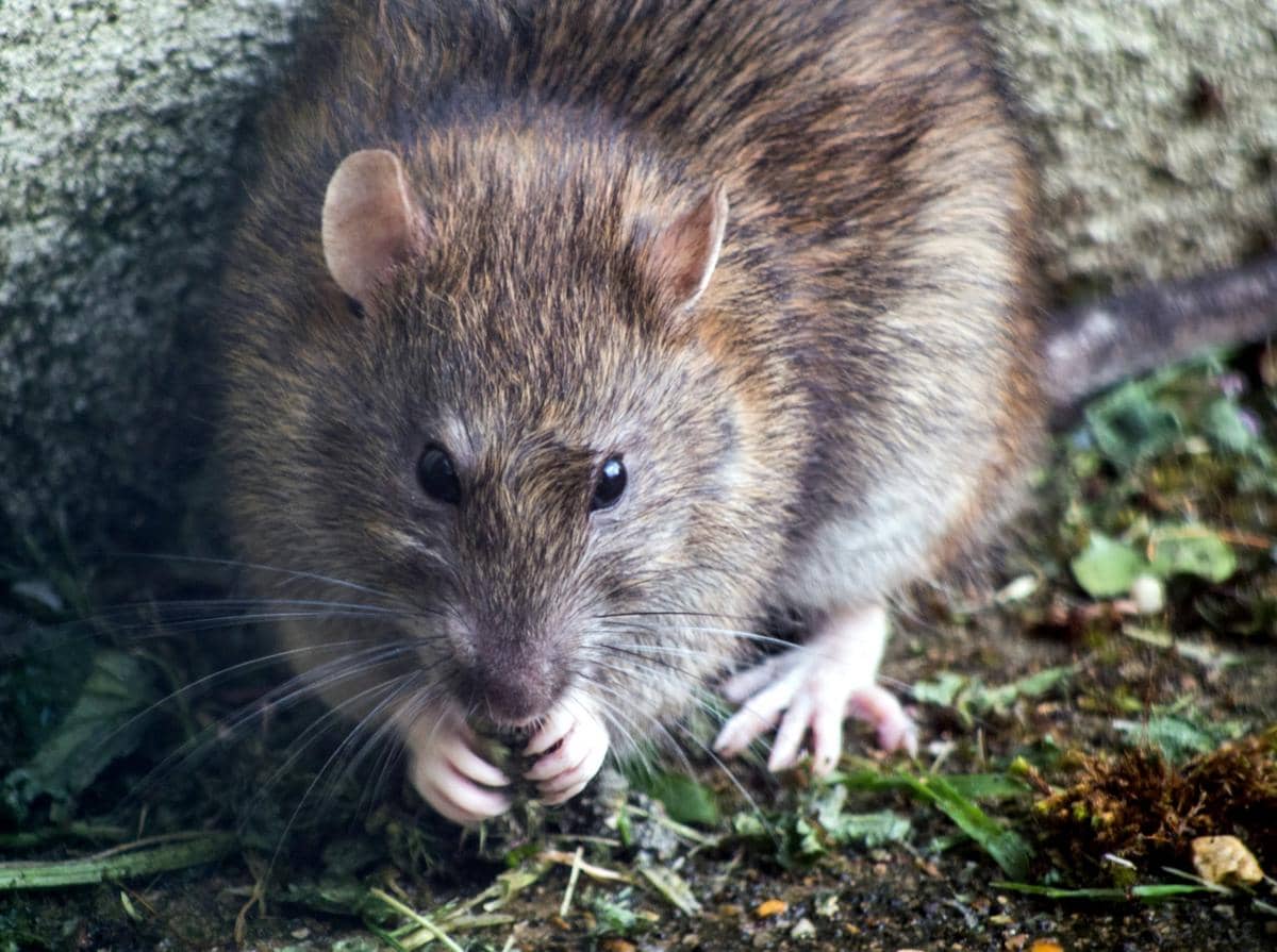 ilustrasi tikus