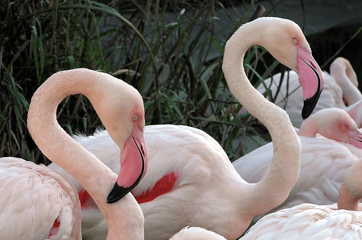 flamingo besar