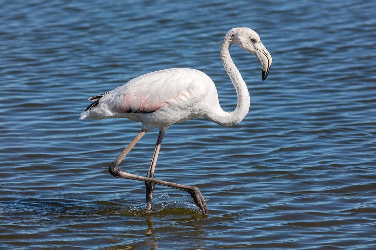 flamingo besar