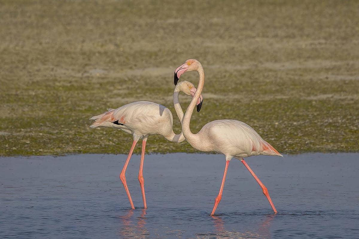 flamingo besar