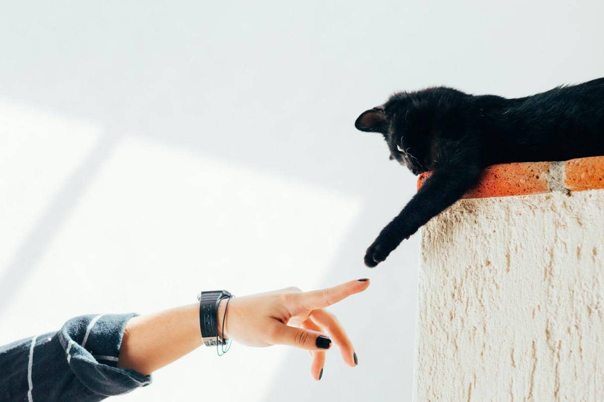 kucing dan tangan manusia