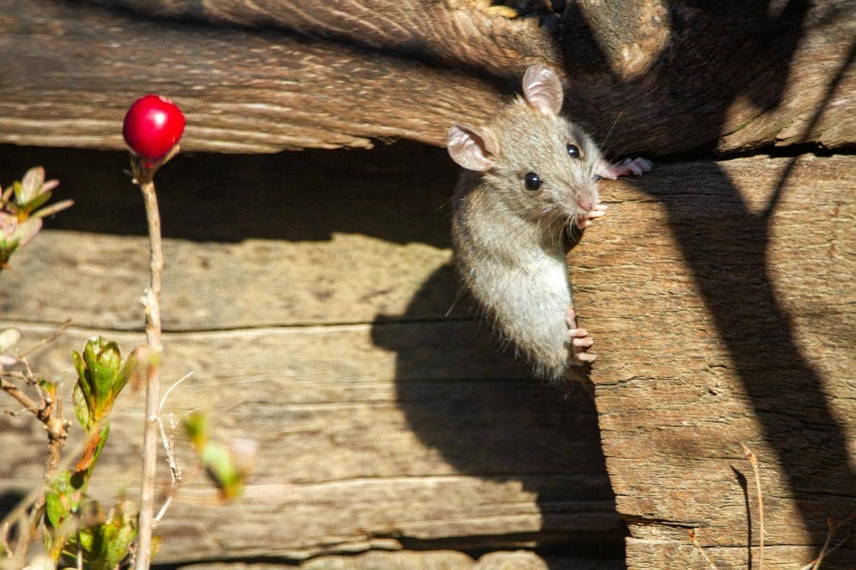 Tips Bersihkan Rumah dari Kotoran Tikus, Tak Boleh Disapu 