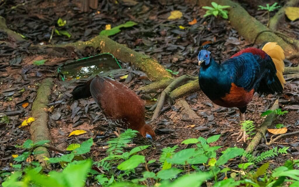 Burung Lophura ignita