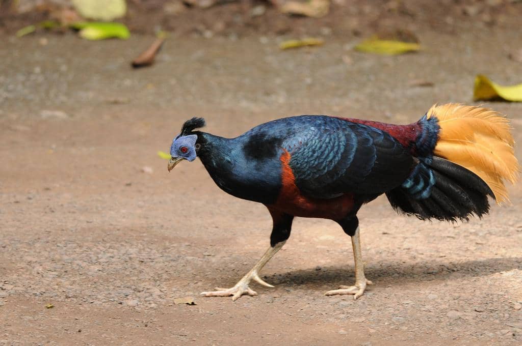 Burung Lophura ignita