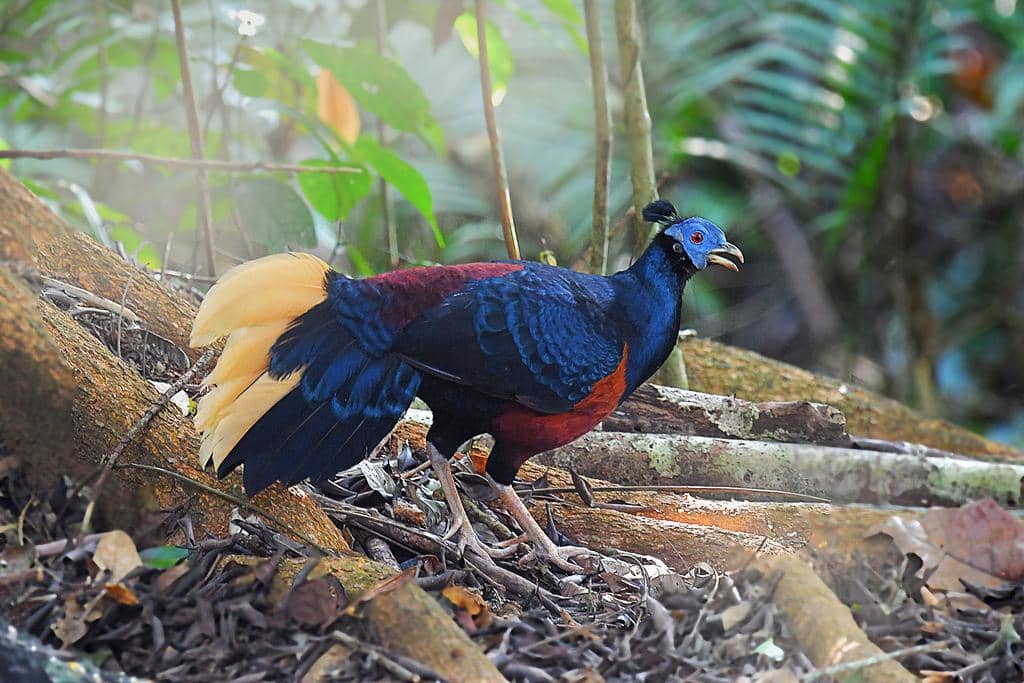 Burung Lophura ignita