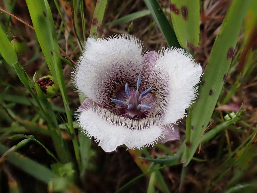 Bunga Calochortus tolmiei