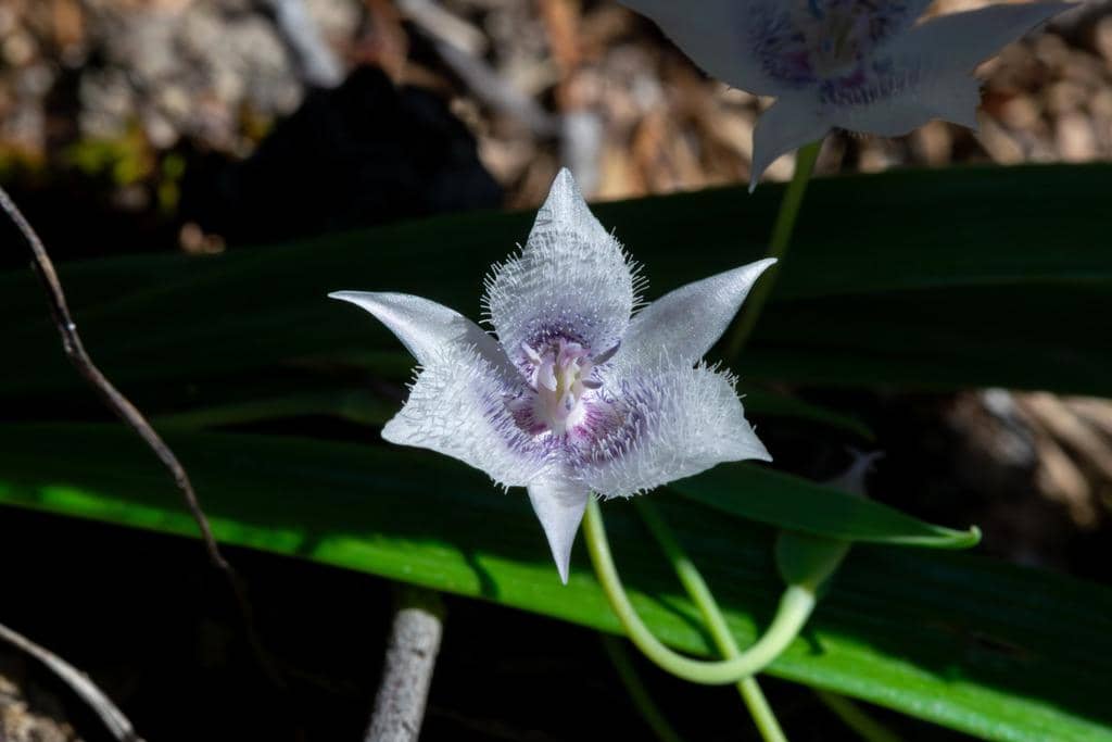 Bunga Calochortus tolmiei
