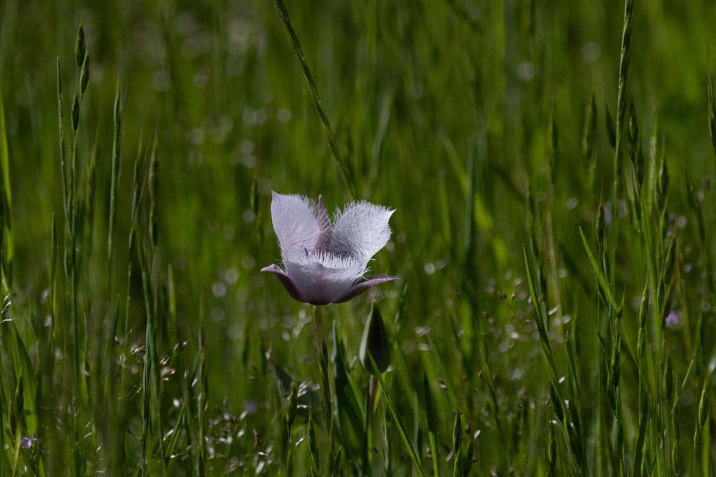 Bunga Calochortus tolmiei