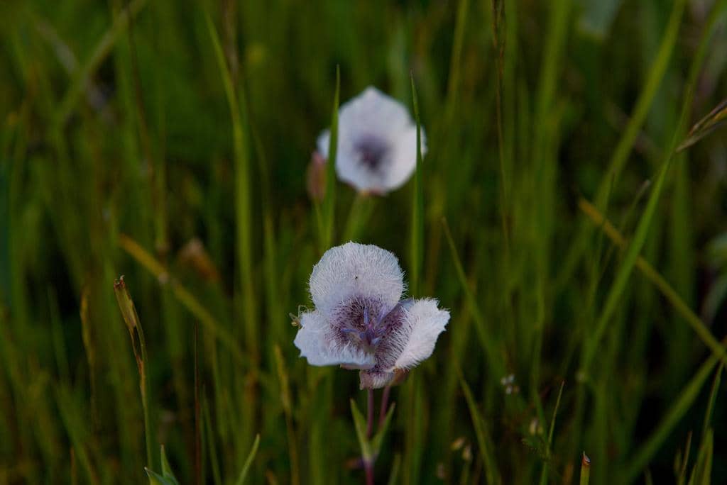 Bunga Calochortus tolmiei