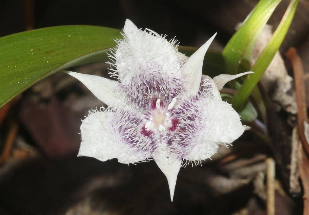 Bunga Calochortus tolmiei