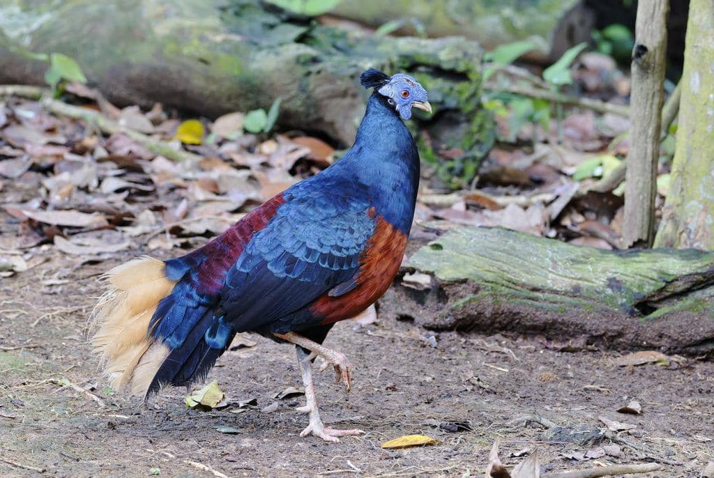 Burung Lophura ignita