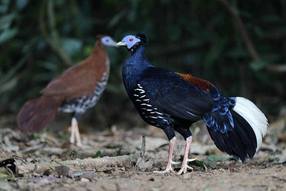 Burung Lophura ignita