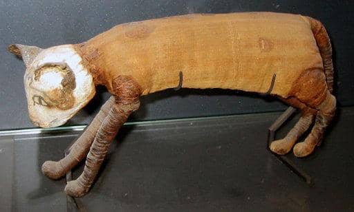 kucing carcass dari Mesir