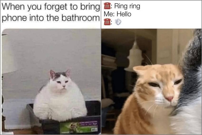 8 Meme Kucing tentang HP, Lupa Bawa pas Lagi BAB