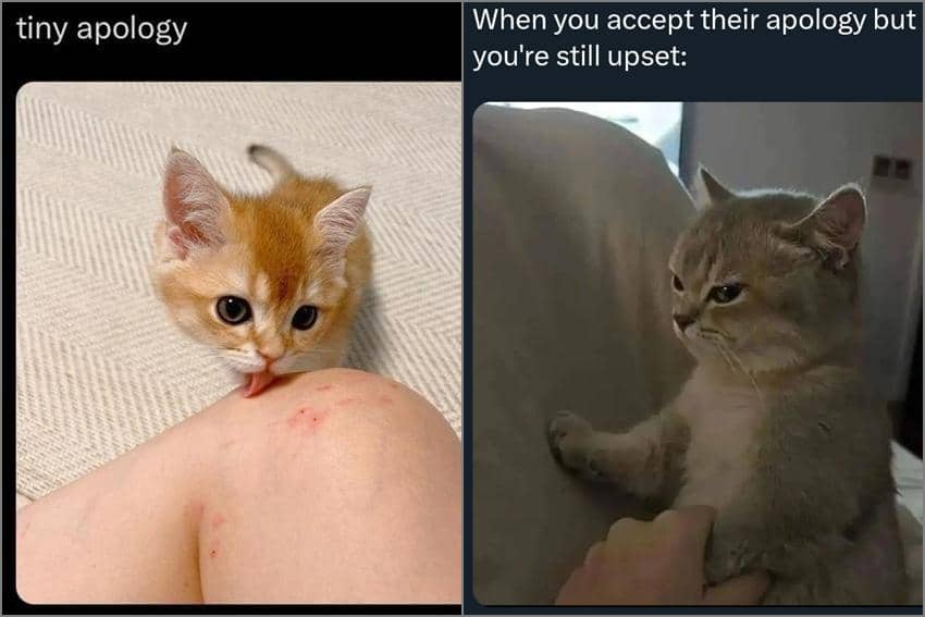 8 Meme Kucing dan Permintaan Maaf, Ada yang Memelas!