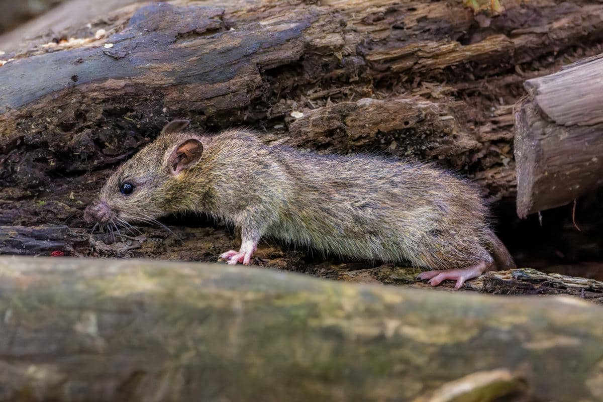 ilustrasi kemampuan memori tikus (unsplash.com/Siegfried Poepperl)