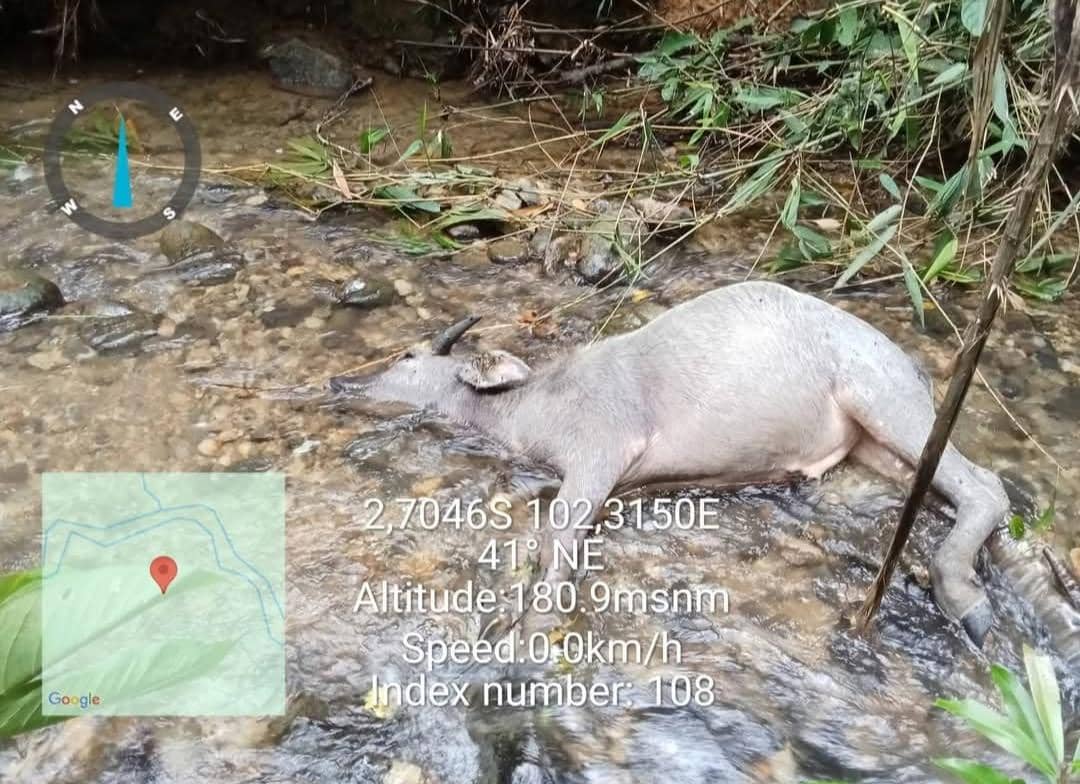Diduga Keluar dari TNKS, Harimau Mangsa 17 Kerbau Warga di Ulu Rawas