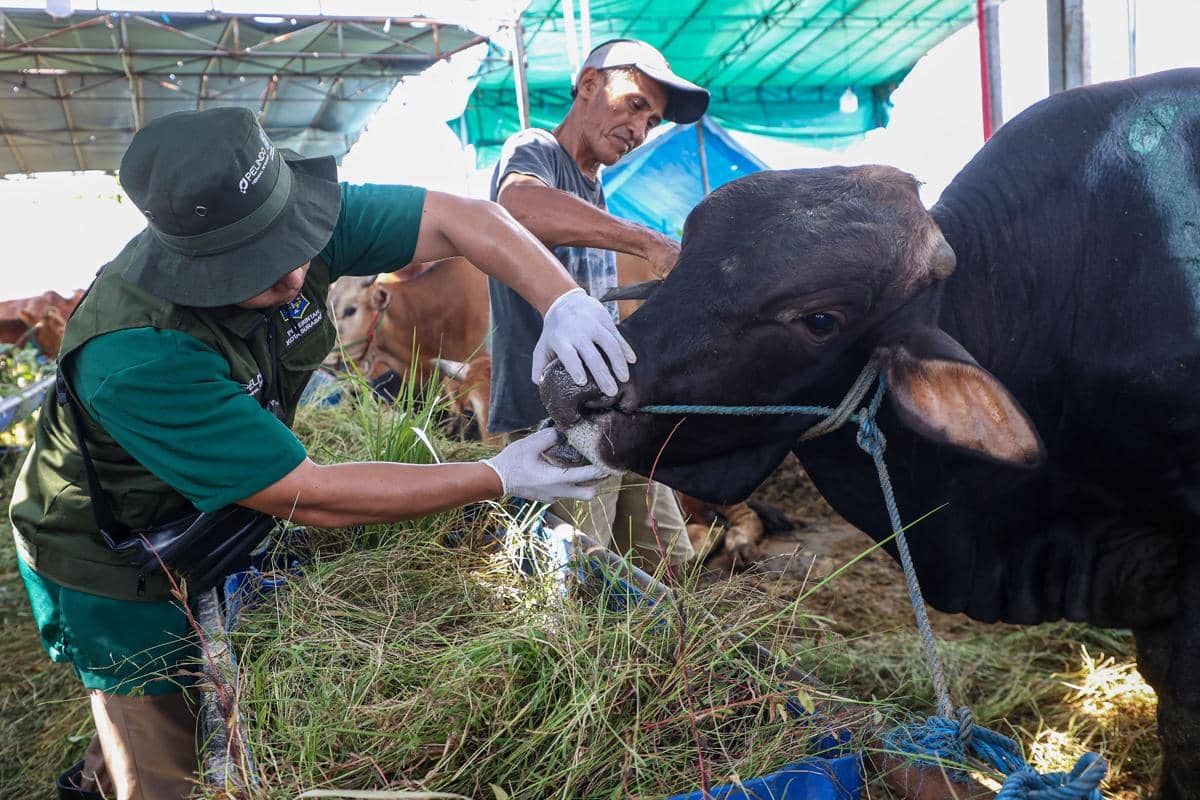 Pemeriksaan Lapak Kurban di Surabaya, Petugas Temukan Penyakit Skabies