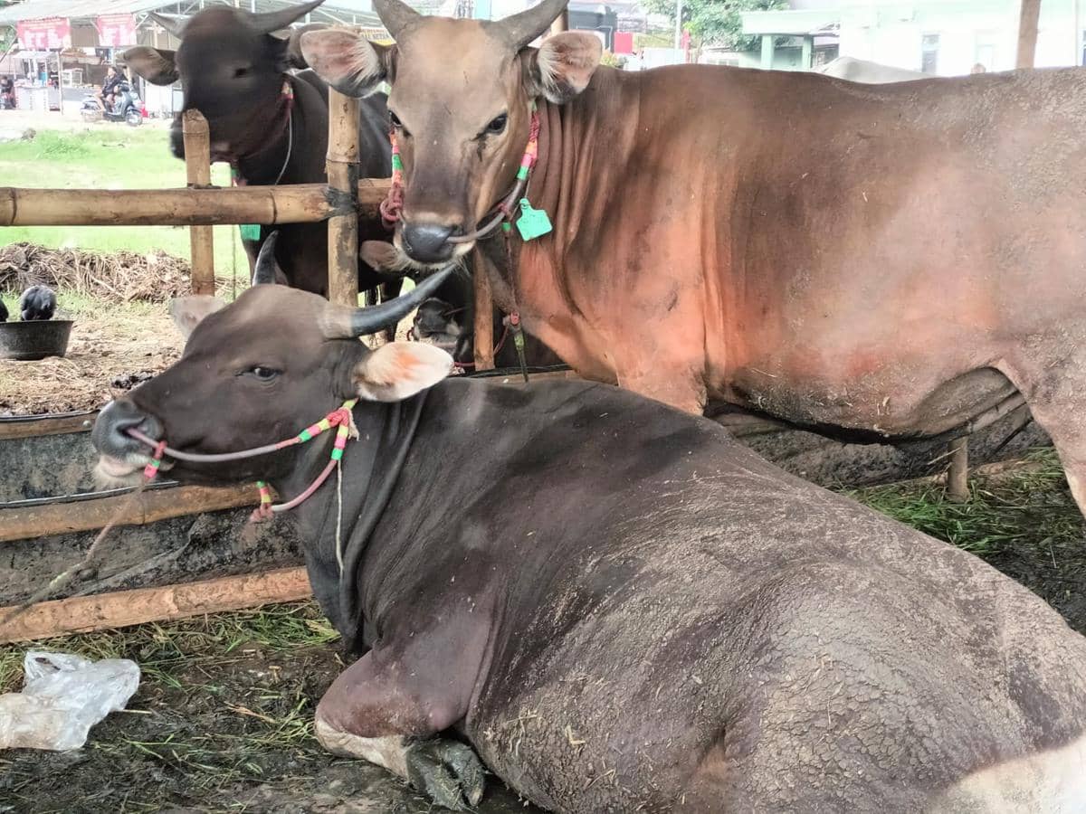 Program Tabungan Kurban di Bekasi, Bantu Warga Beli Sapi Patungan