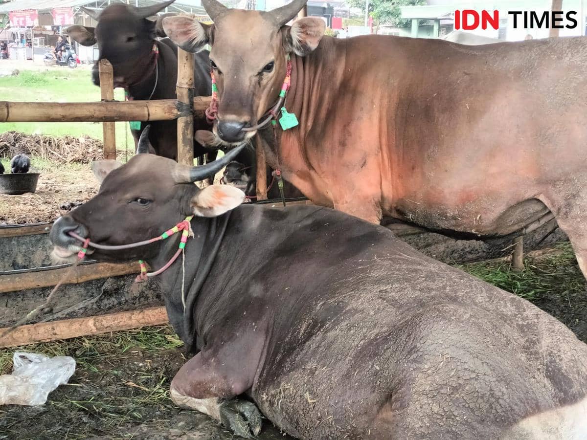 Program Tabungan Kurban di Bekasi, Bantu Warga Beli Sapi Patungan