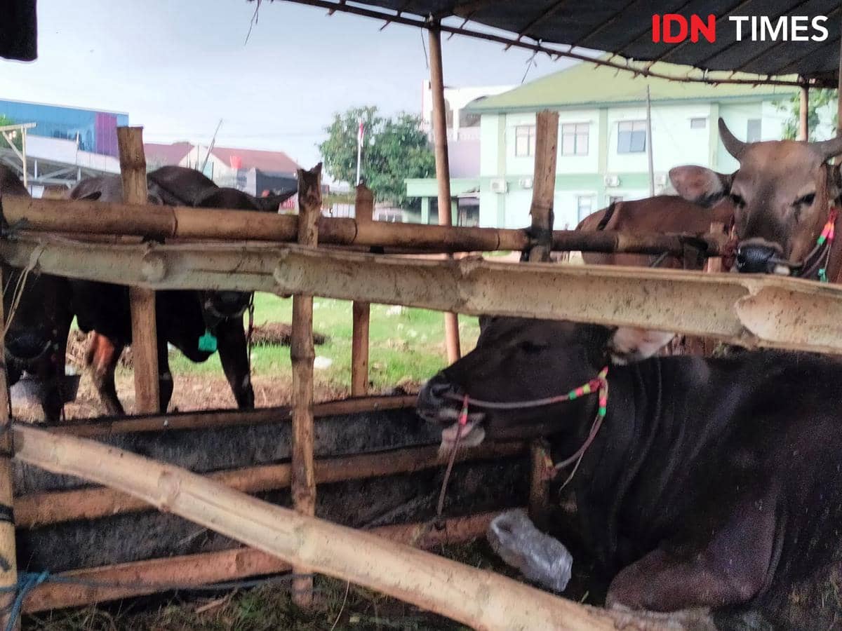 Program Tabungan Kurban di Bekasi, Bantu Warga Beli Sapi Patungan