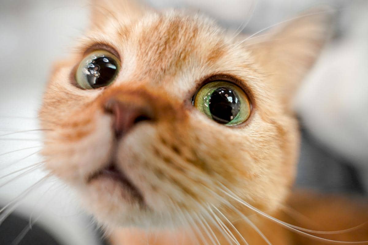 Bagaimana Manusia Bisa Menjinakkan Kucing? Begini Fakta Uniknya
