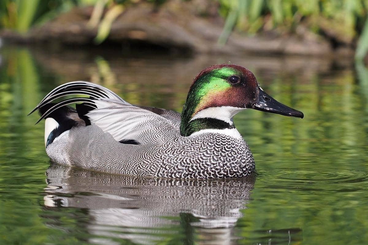 5 Fakta Bebek Sabit, Unggas Air Berwajah Hijau dengan Cara Kawin Unik