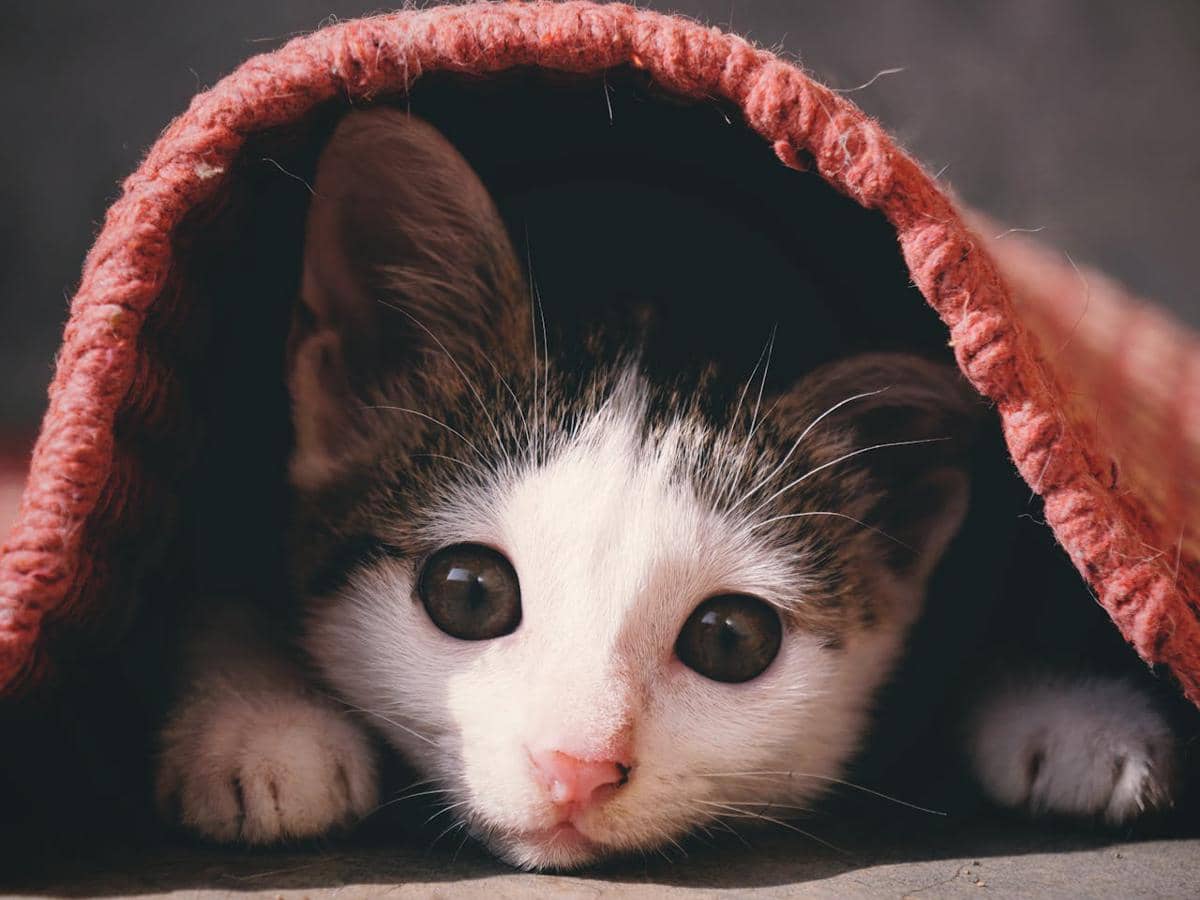Kucing