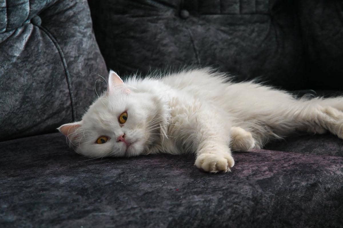 Kucing