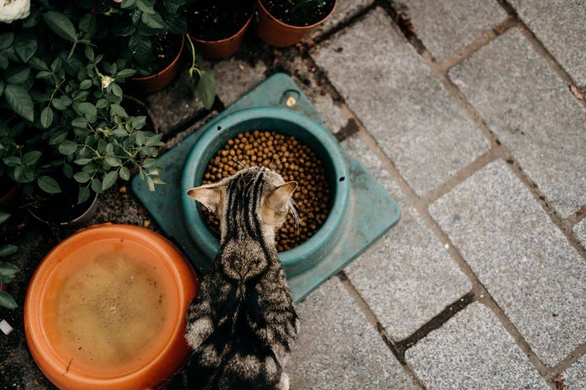Kucing