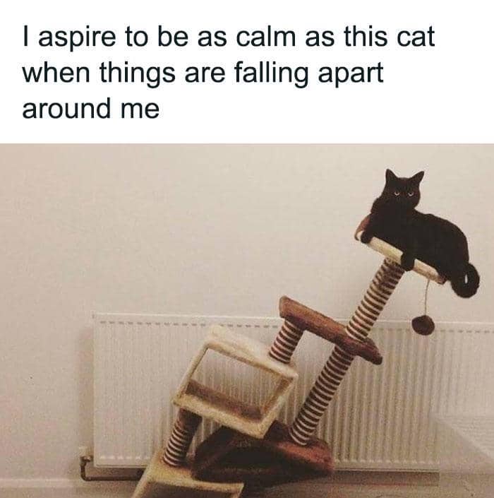 meme kucing dan ketenangan