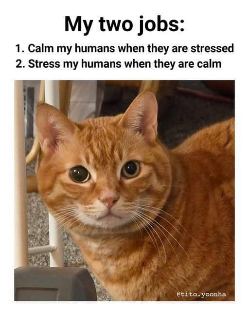 meme kucing dan ketenangan