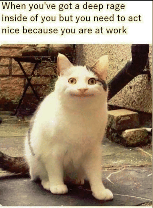 meme kucing dan ketenangan