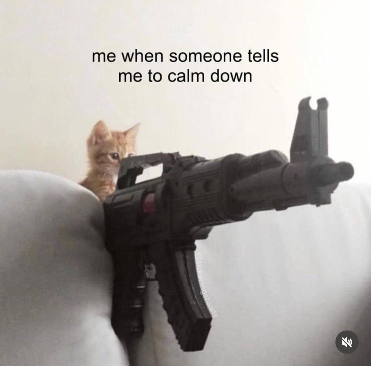 meme kucing dan ketenangan