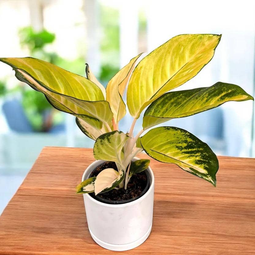 ilustrasi aglaonema gold