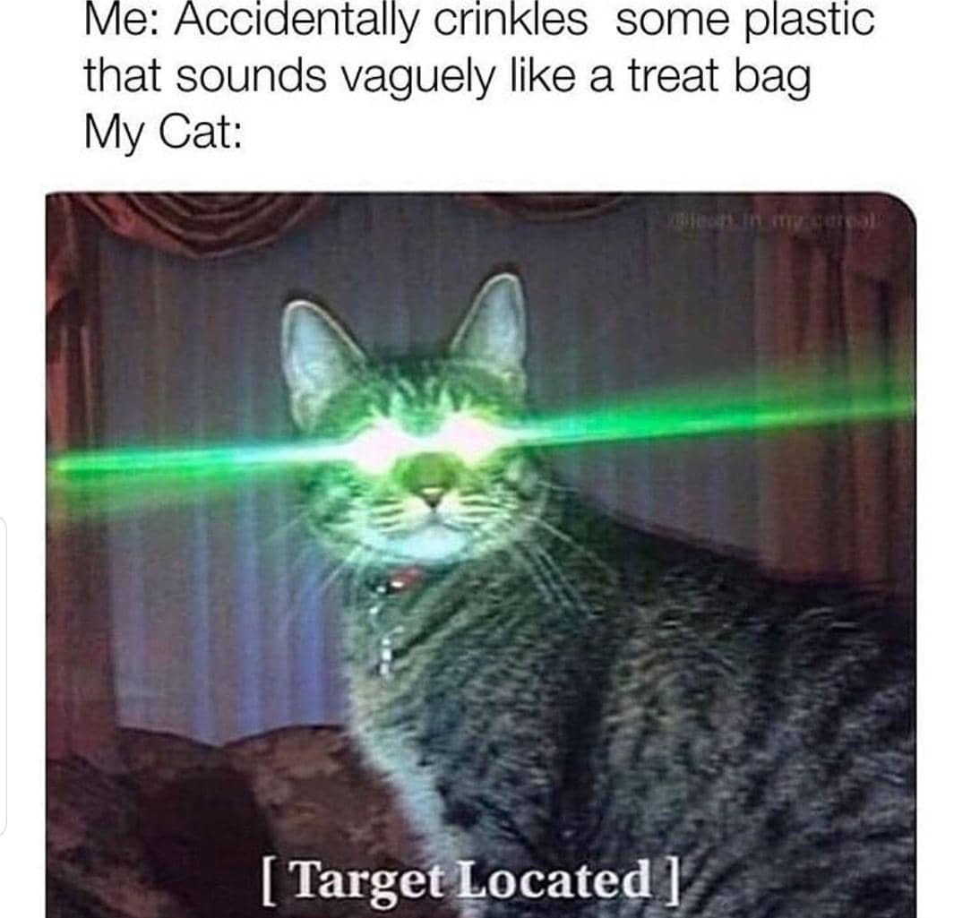 meme kucing dan ketenangan