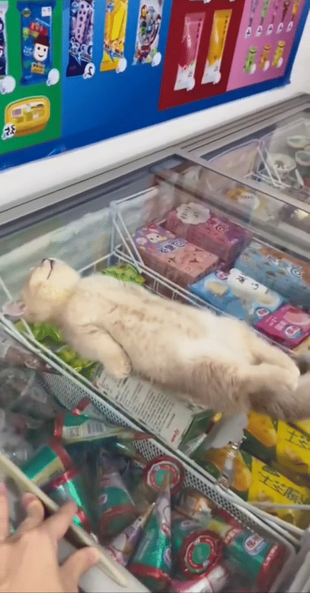 meme kucing dan ketenangan