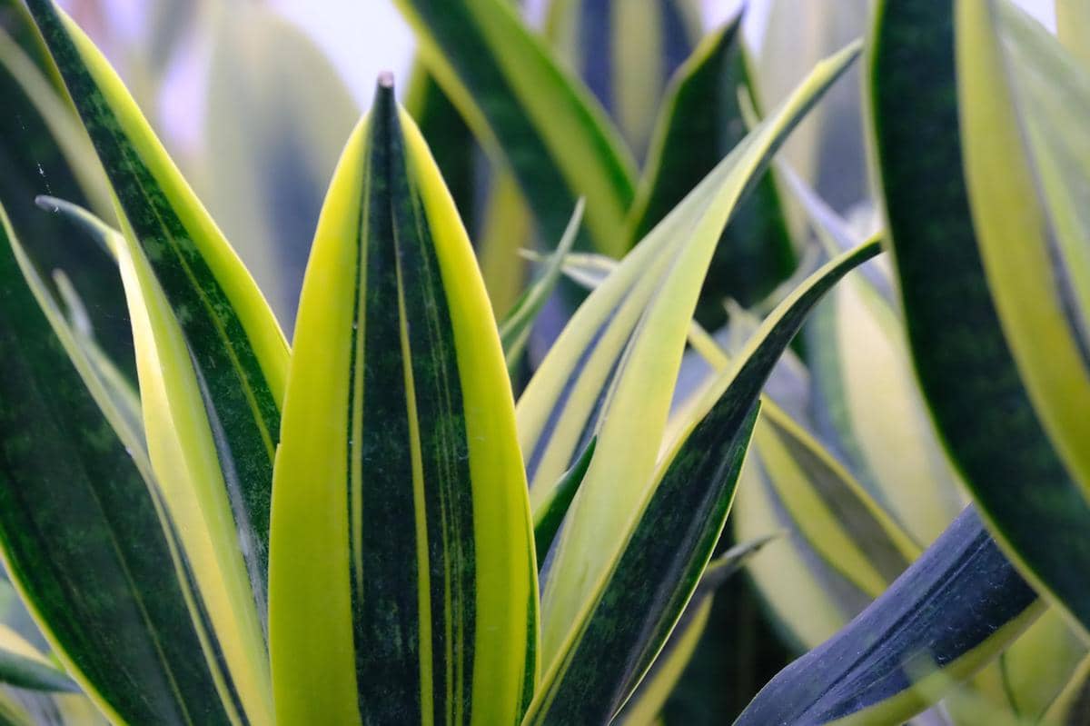 ilustrasi sansevieria trifasciata laurentii