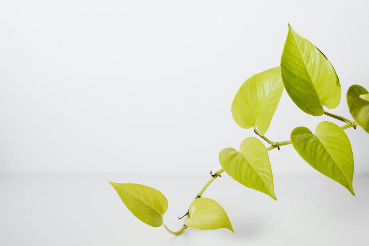 ilustrasi philodendron neon aureum